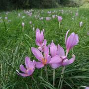 ilustrační obrázek - ocún jesenní (Colchicum autumnale)