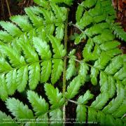 Ilustrační obrázek - kapraď tuhá (Dryopteris remota), autor: MurielBendel, CC BY-SA 4.0 převzato z: https://commons.wikimedia.org/wiki/File:Dryopteris_remota_leaf_detail.jpg