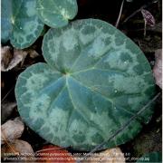 brambořík nachový (Cyclamen purpurascens), autor: Meneerke bloem, CC BY-SA 3.0 převzato z: https://commons.wikimedia.org/wiki/File:Cyclamen_purpurascens_leaf_close-up.jpg