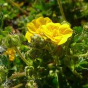 ilustrační obrázek: mochna Crantzova (Potentilla crantzii), foto: Adam Hauner, CC BY-SA 4.0 (převzato z: https://commons.wikimedia.org/wiki/File:Potentilla_crantzii,_Zoo_Plzen,_1.jpg)