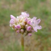 Armeria elongata