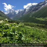 Ilustrační obrázek: Flowers blooming at Nanda Devi valley of Flowers National Park, Chamoli, India in the month of May and June, author: Naresh Chandra, CC BY-SA 4.0, via Wikimedia Common: https://upload.wikimedia.org/wikipedia/commons/5/5b/%22Flowers_Blossom_at_Valley_of_Flowers_Chamoli%2C_India%22_58.jpg