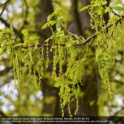 Dub letní (Quercus robur): květy, autor: Krzysztof Ziarnek, Kenraiz, CC BY-SA 4.0 převzato z Wikimedia Commons: https://upload.wikimedia.org/wikipedia/commons/a/ab/Quercus_robur_flowers_kz01.jpg