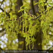 Dub letní (Quercus robur): květy, autor: Krzysztof Ziarnek, Kenraiz, CC BY-SA 4.0 převzato z Wikimedia Commons: https://upload.wikimedia.org/wikipedia/commons/a/ab/Quercus_robur_flowers_kz01.jpg Dub letní (Quercus robur): květy, autor: Krzysztof Ziarnek, Kenraiz, CC BY-SA 4.0 převzato z Wikimedia Commons: https://upload.wikimedia.org/wikipedia/commons/a/ab/Quercus_robur_flowers_kz01.jpg