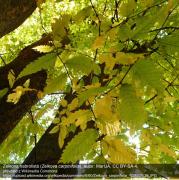 Zelkova habrolistá (Zelkova carpinifolia), autor: MarIJA, CC BY-SA 4, převzato z Wikimedia Commons: https://upload.wikimedia.org/wikipedia/commons/6/60/Zelkova_carpinifolia_%2833%29.JPG