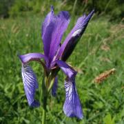 Ilustrační fotografie: kosatec sibiřský (Iris sibirica)