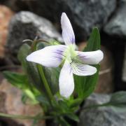 Ilustrační obrázek - violka (Viola sp.)