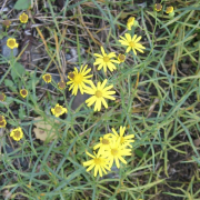 ilustrační obrázek - starček úzkolistý (Senecio inaequidens), foto: J. Pergl, převzato z: https://www.ibot.cas.cz/botanika/wp-content/uploads/sites/19/2023/04/1_Senecio-Pergl-rotated.jpg