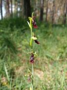 v interiéru lesa - tořič hmyzonosný (Ophrys insectifera)