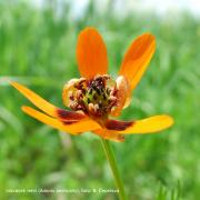 hlaváček letní (Adonis aestivalis), foto: Barbora Čepelová