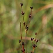sítina alpská (Juncus alpinoarticulatus), foto: Milan Štech sítina alpská (Juncus alpinoarticulatus), foto: Milan Štech