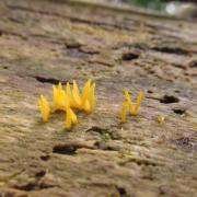 ilustrační obrázek - krásnorůžek rohovitý (Calocera cornea)