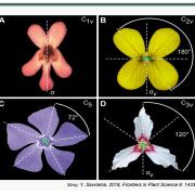 Ilustrační obrázek - květní symetrie, zdroj: Y. Savriama, 2018, Frontiers in Plant Science 9: 1433
