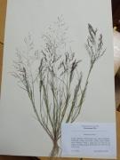 milička chlupatá (Eragrostis pilosa)