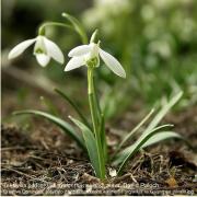 ilustrační obrázek: sněženka podsněžník (Galanthus nivalis), autor: David Paloch Creative Commons, převzato z https://commons.wikimedia.org/wiki/File:Galanthus_nivalis.jpg