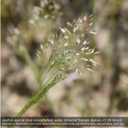 ovsíček obecný (Aira caryophyllea), autor: Krzysztof Ziarnek, Kenraiz, CC BY-SA 4.0, převzato z Wikimedia Commons https://commons.wikimedia.org/wiki/File:Aira_caryophyllea_kz02.jpg ovsíček obecný (Aira caryophyllea), autor: Krzysztof Ziarnek, Kenraiz, CC BY-SA 4.0, převzato z Wikimedia Commons https://commons.wikimedia.org/wiki/File:Aira_caryophyllea_kz02.jpg