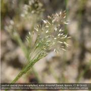 ovsíček obecný (Aira caryophyllea), autor: Krzysztof Ziarnek, Kenraiz, CC BY-SA 4.0, převzato z Wikimedia Commons https://commons.wikimedia.org/wiki/File:Aira_caryophyllea_kz02.jpg