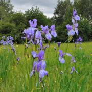 kvetoucí trsy kosatce sibiřského (Iris sibirica) v EVL Hrachoviště, foto: L. Trunečková