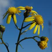 Senecio inaequidens