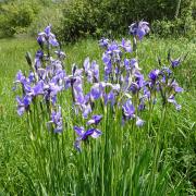 Iris sibirica Foto: David Hlisnikovský