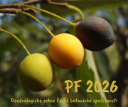 Tři různobarevné plody břestovce, PF 2026