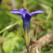 Hořec brvitý (Gentianopsis ciliata), autor: F. Lamla, CC BY-NC 4.0